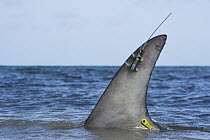 Great Hammerhead Shark (Sphyrna mokarran) dorsal fin with satellite transmitter, Lighthouse Reef, Belize