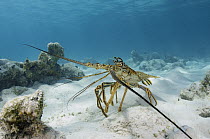 Caribbean Spiny Lobster (Panulirus argus), Lighthouse Reef, Belize