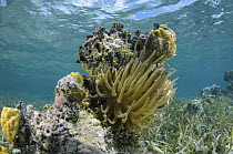 Coral reef with anemones, Ambergris Caye, Belize