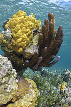 Coral reef, Ambergris Caye, Belize