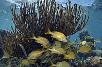 French Grunt (Haemulon flavolineatum) school in coral reef, Lighthouse Reef, Belize