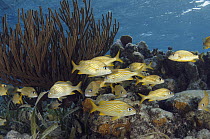 French Grunt (Haemulon flavolineatum) school in coral reef, Lighthouse Reef, Belize