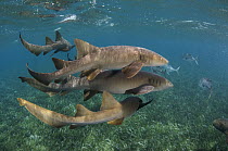 Short-tail Nurse Shark (Ginglymostoma cirratum) and Horse-eye Trevally (Caranx latus) school, Hol Chan Marine Reserve, Belize