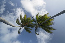 Coconut Palm (Cocos nucifera) trees, Ambergris Caye, Belize