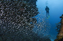 Fish school and diver, Hol Chan Marine Reserve, Belize