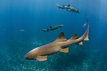 Short-tail Nurse Shark (Ginglymostoma cirratum) trio, Hol Chan Marine Reserve, Belize