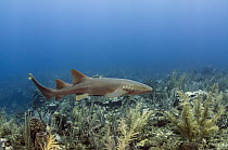 Short-tail Nurse Shark (Ginglymostoma cirratum), Hol Chan Marine Reserve, Belize