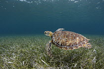 Green Sea Turtle (Chelonia mydas), Hol Chan Marine Reserve, Belize