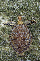 Green Sea Turtle (Chelonia mydas), Hol Chan Marine Reserve, Belize