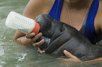 West Indian Manatee (Trichechus manatus) orphaned calf being bottle fed, Manatee Rehabilitation Centre, Belize