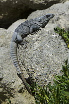 Black Spiny-tailed Iguana (Ctenosaura similis) sunning on rock, Banco Chinchorro, Yucatan Peninsula, Mexico