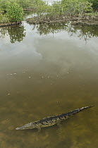 American Crocodile (Crocodylus acutus) in wetland, Banco Chinchorro, Yucatan Peninsula, Mexico