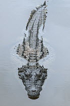 American Crocodile (Crocodylus acutus), Banco Chinchorro, Yucatan Peninsula, Mexico