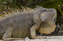 Green Iguana (Iguana iguana) male showing large dewlap, Banco Chinchorro, Yucatan Peninsula, Mexico