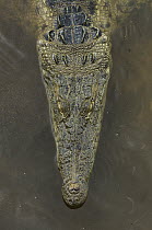 American Crocodile (Crocodylus acutus), Banco Chinchorro, Yucatan Peninsula, Mexico
