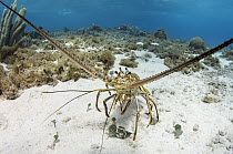 Caribbean Spiny Lobster (Panulirus argus), Banco Chinchorro, Yucatan Peninsula, Mexico