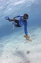 Caribbean Spiny Lobster (Panulirus argus) being caught with noose, Banco Chinchorro, Yucatan Peninsula, Mexico