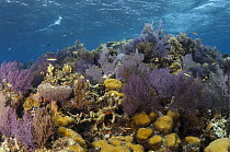 Coral reef, Banco Chinchorro, Yucatan Peninsula, Mexico