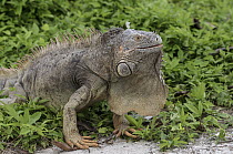 Green Iguana (Iguana iguana) male showing large dewlap, Banco Chinchorro, Yucatan Peninsula, Mexico