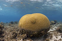 Brain Coral (Diploria labyrinthiformis), Banco Chinchorro, Yucatan Peninsula, Mexico