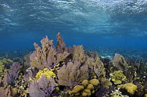 Soft Coral (Gorgonia sp) on reef, Banco Chinchorro, Yucatan Peninsula, Mexico