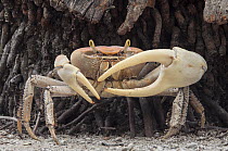 Blue Land Crab (Cardisoma guanhumi) male, Banco Chinchorro, Yucatan Peninsula, Mexico