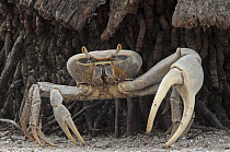 Blue Land Crab (Cardisoma guanhumi) male, Banco Chinchorro, Yucatan Peninsula, Mexico