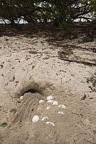 American Crocodile (Crocodylus acutus) nest excavated by nesting female Green Iguana (Iguana iguana), Banco Chinchorro, Yucatan Peninsula, Mexico