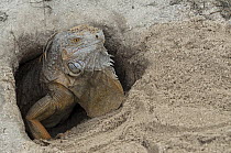Green Iguana (Iguana iguana) female in nest burrow, Banco Chinchorro, Yucatan Peninsula, Mexico