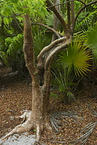 Gumbo Limbo (Bursera simaruba) tree, Banco Chinchorro, Yucatan Peninsula, Mexico