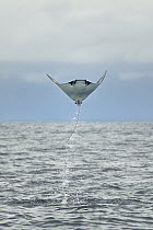 Munk's Devil Ray (Mobula munkiana) leaping out of water, Costa Rica
