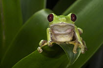 Gliding Leaf Frog (Agalychnis spurrelli), native to South America