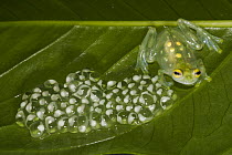 Glass Frog (Hyalinobatrachium aureoguttatum) and eggs, native to South America