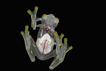 Glass Frog (Hyalinobatrachium aureoguttatum) underside showing internal organs, native to South America