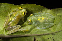 Glass Frog (Hyalinobatrachium aureoguttatum) pair, native to South America