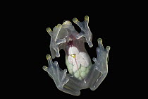 Glass Frog (Hyalinobatrachium aureoguttatum) underside showing internal organs, native to South America