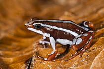 Anthony's Poison Arrow Frog (Epipedobates anthonyi), native to South America