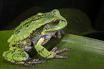 Marsupial Frog (Gastrotheca riobambae), native to South America