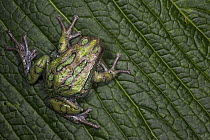 San Lucas Marsupial Frog (Gastrotheca pseustes), native to South America