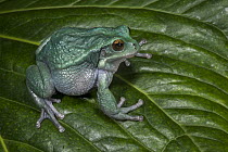 San Lucas Marsupial Frog (Gastrotheca pseustes), native to South America