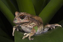 Marsupial Frog (Gastrotheca riobambae), native to South America