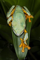 Splendid Leaf Frog (Agalychnis calcarifer), native to South America