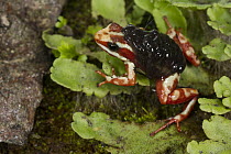 Anthony's Poison Arrow Frog (Epipedobates anthonyi) male carrying tadpoles, native to South America