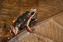 Anthony's Poison Arrow Frog (Epipedobates anthonyi) male carrying tadpoles, native to South America