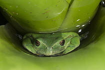 Marsupial Frog (Gastrotheca orophylax) hiding in bromeliad, native to South America