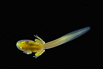 Glass Frog (Hyalinobatrachium aureoguttatum) tadpole, native to South America