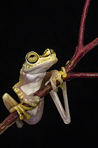 Chachi Tree Frog (Hypsiboas picturatus), native to South America