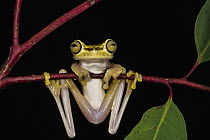 Chachi Tree Frog (Hypsiboas picturatus), native to South America