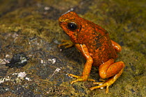 Pichincha Poison Arrow Frog (Oophaga sylvatica), native to South America