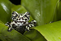 Tiger's Treefrog (Hyloscirtus tigrinus), newly described species, native to South America
